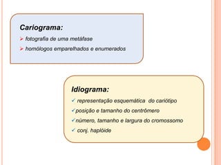 Cromossomos com vários centrômerosMorfologia do cromossomo metafásico