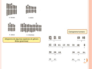 Centrômero Inativação do cromossomo extraou Mecanismo de coorientação dos      centrômerosFuncionamento normal de cromossomos que têm + de 01 centrômeroQuebra de cromossomo: funciona como monocêntrico