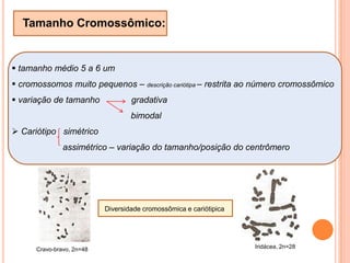ausência de C.P.Cinetócoro estrutura globosa ou em forma de placa 