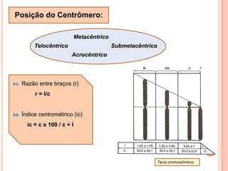  se liga as fibras do fuso