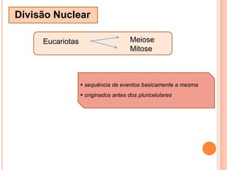  presente em todo o ciclo  (desde a intérfase)Fibras Cinetocóricas