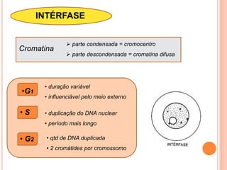 Comparação entre cromossomos anafáficos monocêntricos e holocêntricos