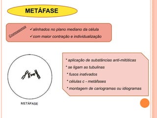 prófase - associado ao nucléolo = RON