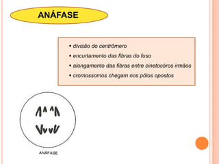  produção de RNA ribossomais