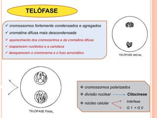  fortemente corada com nitrato de prataTelômero :Diferenças na composição/organização de seu DNAQd perdido – “adesão” nas novas extremidades - * dificuldade na anáfase	Cicatrizante nos terminais cromossômicos	Organização cromossômica – intérfase, prófase