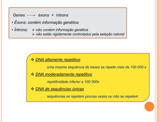 posição e tamanho do centrômero