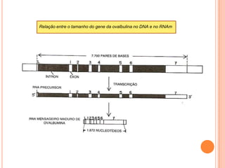 número, tamanho e largura do cromossomo