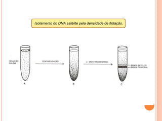  diplóide = somático = 2n02 números cromossômicos diferentesExtremos:      2n = 2 – Parascaris equorum (nematelminto)                      2n = 1260 – Ophioglossum reticulatum (pteridófita)                      2n = 4 – poucas plantas e animais