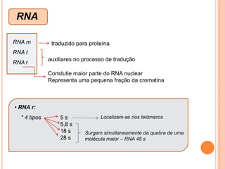 Tamanho Cromossômico:tamanho médio 5 a 6 um