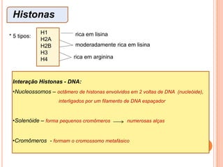  variação de tamanho             gradativa                                                 bimodal Cariótipo   simétrico                      assimétrico – variação do tamanho/posição do centrômeroDiversidade cromossômica e cariótipicaIridácea, 2n=28Cravo-bravo, 2n=48