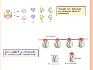 Divisão NuclearMeioseMitoseEucariotas sequência de eventos basicamente a mesma