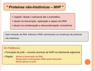  originados antes dos pluricelularesINTÉRFASE parte condensada = cromocentro