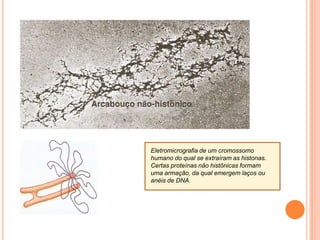  parte descondensada = cromatina difusaCromatina duração variável
