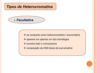 duplicação do DNA nuclear