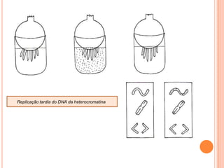  Citoplasma               fuso acromático