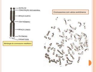 1866 – Haeckel  -  * núcleo é o principal agente da herança