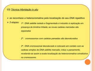  desaparecem os nucléolos
