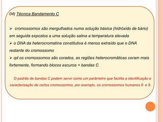  rompe-se a carioteca