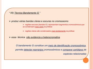  fibrilas do fuso ligam-se ao cinetocóro  Final Prófase = PROMETÁFASE cromossomos razoavelmente condensados