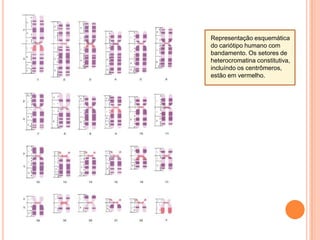ANÁFASE divisão do centrômero