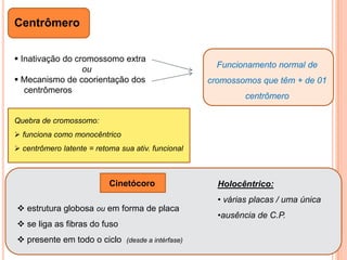 1880 – Flemming - *mitose – cromossomos se dividem longitudinalmente                                - *visualizou cromossomos plumosos1881 – Balbiani - * descobriu cromossomos politênicos