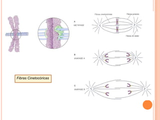 1883 – Roux - *comportamento dos cromossomos meióticos =  Mecanismo de herança
