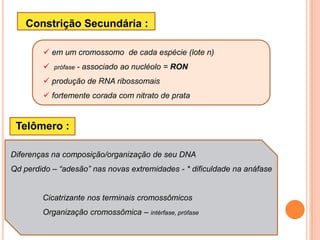 Cromossomos Metafásicos cromátide = um único fio de DNA + proteínas + RNA = cromonema = cromatina