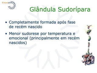 Glândula Sudorípara
• Completamente formada após fase
de recém nascido
• Menor sudorese por temperatura e
emocional (principalmente em recém
nascidos)
 