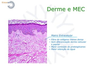Derme e MEC
Matriz Extracelular
• Fibra de colágeno menos densa
• Sem diferenciação derme reticular
e papilar
• Maior conteúdo de proteoglicanos
• Maior retenção de água
 