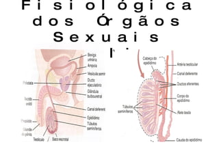 Anatomia Fisiológica dos Órgãos Sexuais Masculinos 