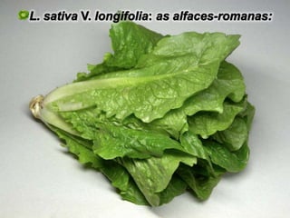 L. sativa V. longifolia: as alfaces-romanas:
