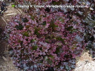 L. sativa V. crispa: Variedade crespa roxa.L. sativa V. crispa: as alfaces crespas ou frisadas: