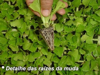 • Mudas na bandeja• Detalhe das raízes da muda