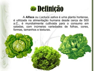 DefiniçãoA Alface ou Lactuca sativa é uma planta hortense, é utilizada na alimentação humana desde cerca de 500 a.C., é mundialmente cultivada para o consumo em saladas, com inúmeras variedades de folhas, cores, formas, tamanhos e texturas.