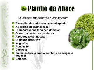 Plantio da AlfaceQuestões importantes a considerar:A escolha da variedade mais adequada;A escolha do melhor local; O preparo e conservação do solo;O levantamento dos canteiros;A produção de mudas;O plantio definitivo; Irrigação;Adubação;Capinas;Tratos culturais para o combate de pragas e doenças; Colheita.
