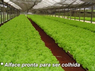 • Alface pronta para ser colhida