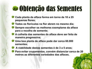 Obtenção das SementesCada planta da alface forma em torno de 10 a 25 pequenas flores;Todos os florículos na flor abrem no mesmo dia;Sempre escolher os melhores exemplares da alface para a recolha de semente; A colheita das sementes da alface deve ser feita de maneira progressiva;Uma boa planta de alface pode dar cerca 60.000 sementes; A viabilidade destas sementes é de 3 a 5 anos;Para evitar cruzamentos, convém distanciar cerca de 20 metros as diferentes variedades das alfaces.