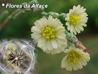 • Flores da Alface
