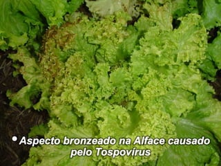 • Folhas da Alface com Mosaico