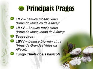 Principais PragasLMV – Lettucemosaicvirus (Vírus do Mosaico da Alface);LMoV – Lettucemotlevírus (Vírus do Mosqueado da Alface);Tospovírus; 