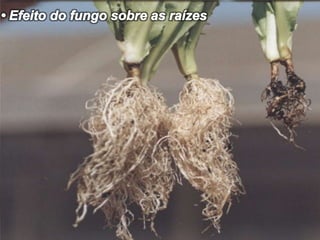 • Folha contaminada pelo Tospovírus• Aspecto bronzeado na Alface causado peloTospovírus