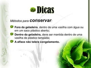 • Efeito do fungo sobre as raízes• Ação do fungo Thielaviosisbasicola nas raízes da Alface