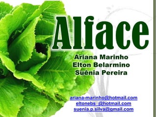 DicasAntes de consumirdevemos:Lavar as folhas uma por uma em água corrente;Deixá-las de molho em solução de água sanitária;Enxaguar as folhas  com água filtrada.                    Bon Apetit!