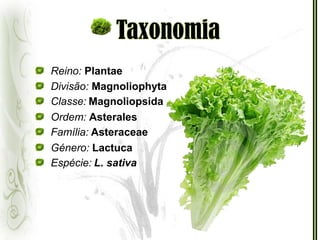 TaxonomiaReino: PlantaeDivisão: MagnoliophytaClasse:MagnoliopsidaOrdem: AsteralesFamília:AsteraceaeGénero: LactucaEspécie:L. sativa