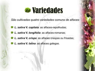 VariedadesSão cultivadas quatro variedades comuns de alfaces:L. sativa V. capitata: as alfaces-repolhudas;L. sativa V. longifolia: as alfaces-romanas;L. sativa V. crispa: as alfaces crespas ou frisadas; L. sativa V. latina: as alfaces galegas.