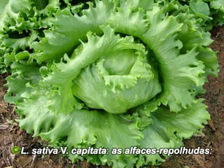 L. sativa V. capitata: as alfaces-repolhudas: