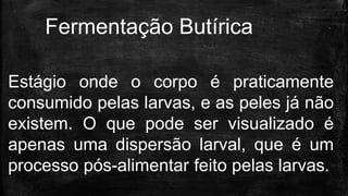 Estágio onde o corpo é praticamente
consumido pelas larvas, e as peles já não
existem. O que pode ser visualizado é
apenas uma dispersão larval, que é um
processo pós-alimentar feito pelas larvas.
Fermentação Butírica
 