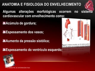 ANATOMIA E FISIOLOGIA DO ENVELHECIMENTO
Algumas alterações morfológicas ocorrem no sistema
cardiovascular com envelhecimento como:

Acúmulo de gordura;
Espessamento dos vasos;
Aumento da pressão sístólica;
Espessamento do ventrículo esquerdo;

VI SEMESTRE DE ENFERMAGEM-FSAA

 