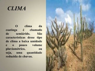CLIMA
O clima da
caatinga é chamado
de semiárido. São
características desse tipo
de clima a baixa umidade
e o pouco volume
pluviométrico, ou
seja, uma quantidade
reduzida de chuvas.
 