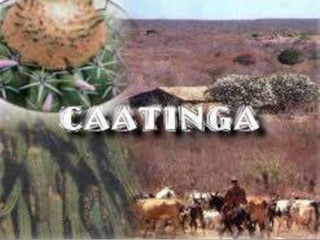 BIOMA CAATINGA
 